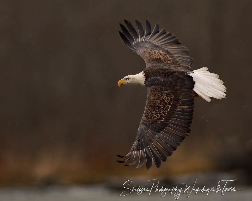 Bald Eagle close-up while inflight