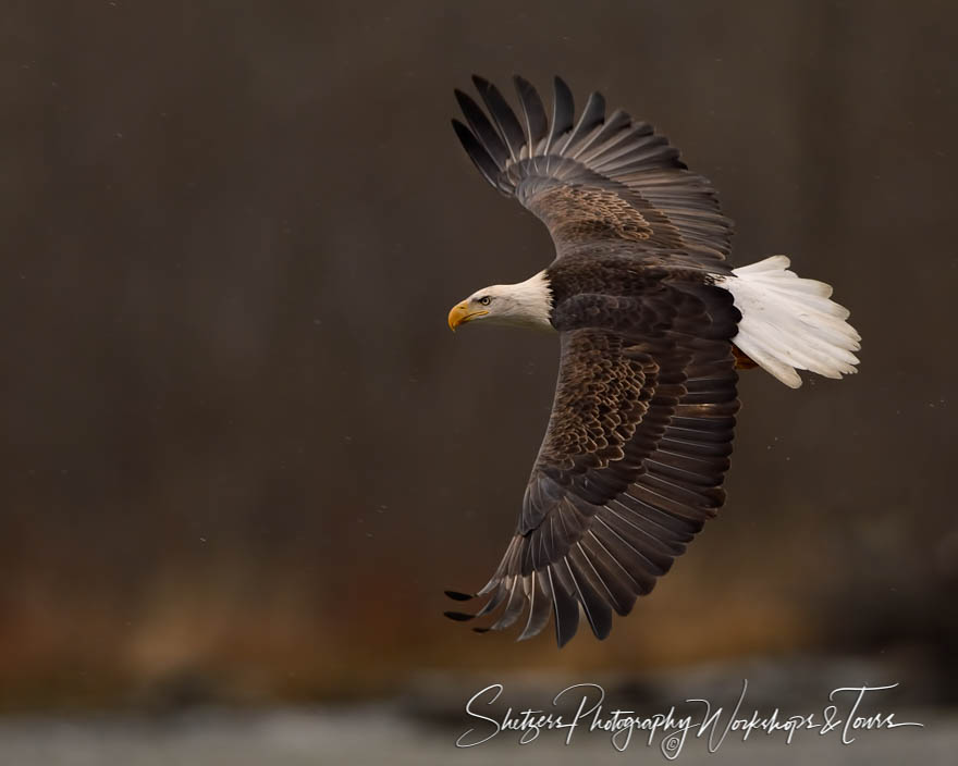 Bald Eagle close up while inflight 20151109 150639