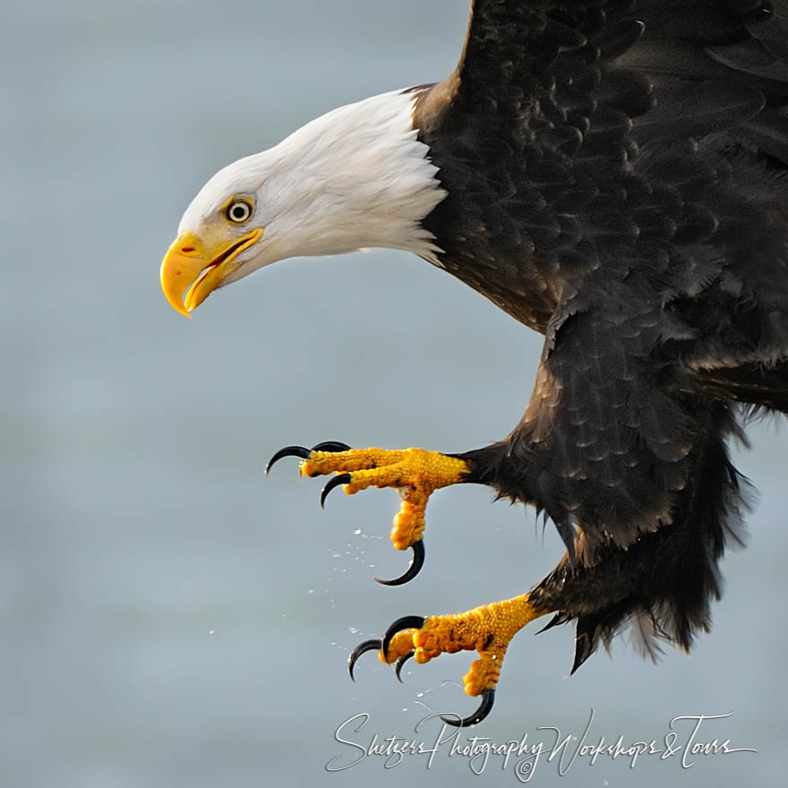 Bald Eagle close up with talons