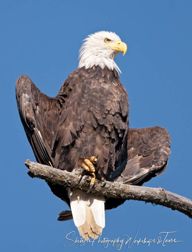 Bald Eagle cooling down with wings extended