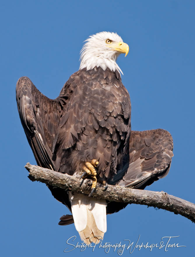 Bald Eagle cooling down with wings extended 20101201 170527