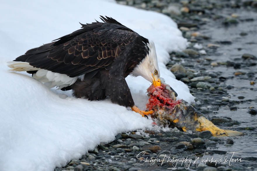 Bald Eagle dragging salmon from river