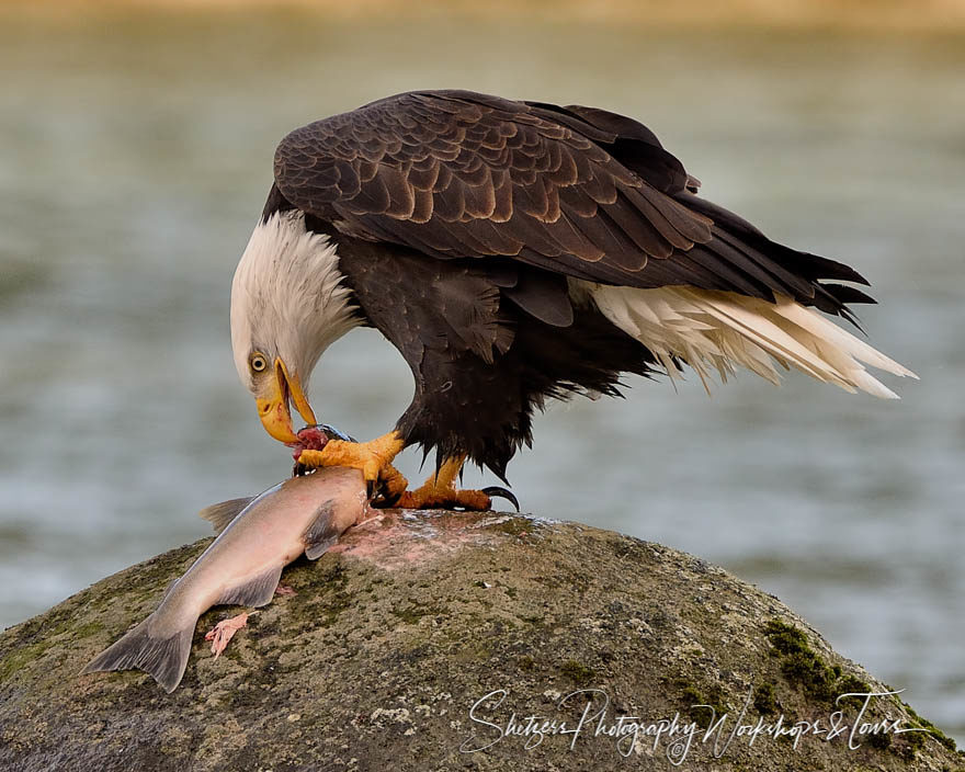 Bald Eagle eating salmon