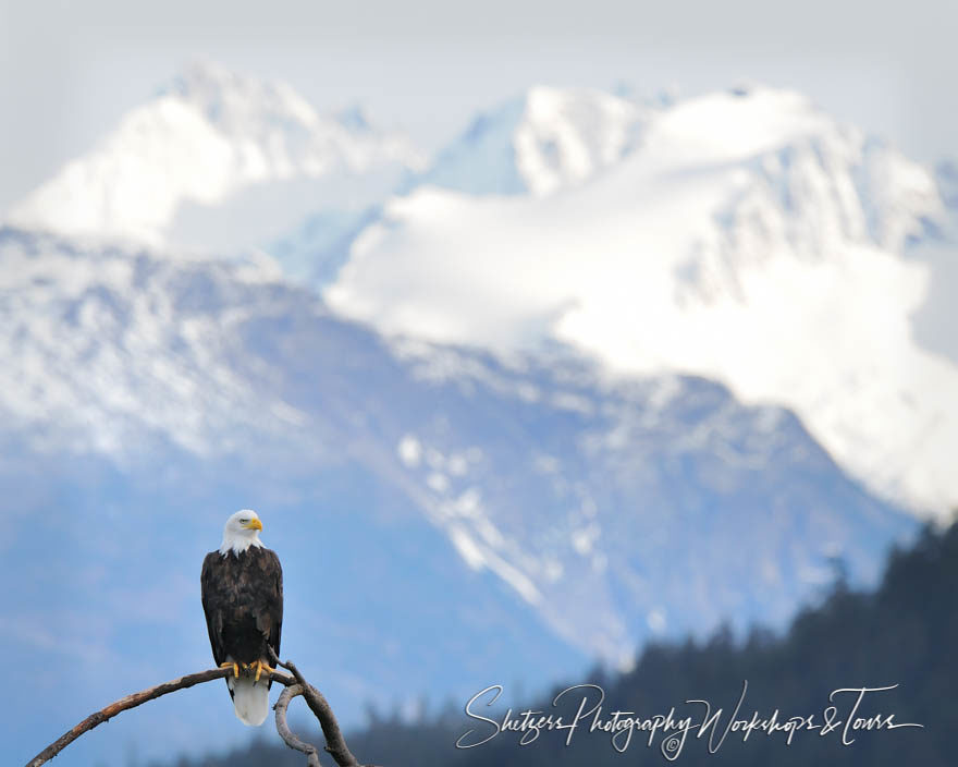Bald Eagle enjoying a snowy view