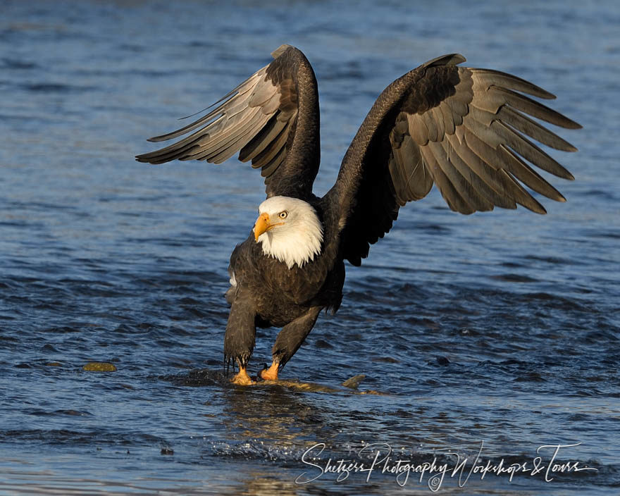 Bald Eagle fishing