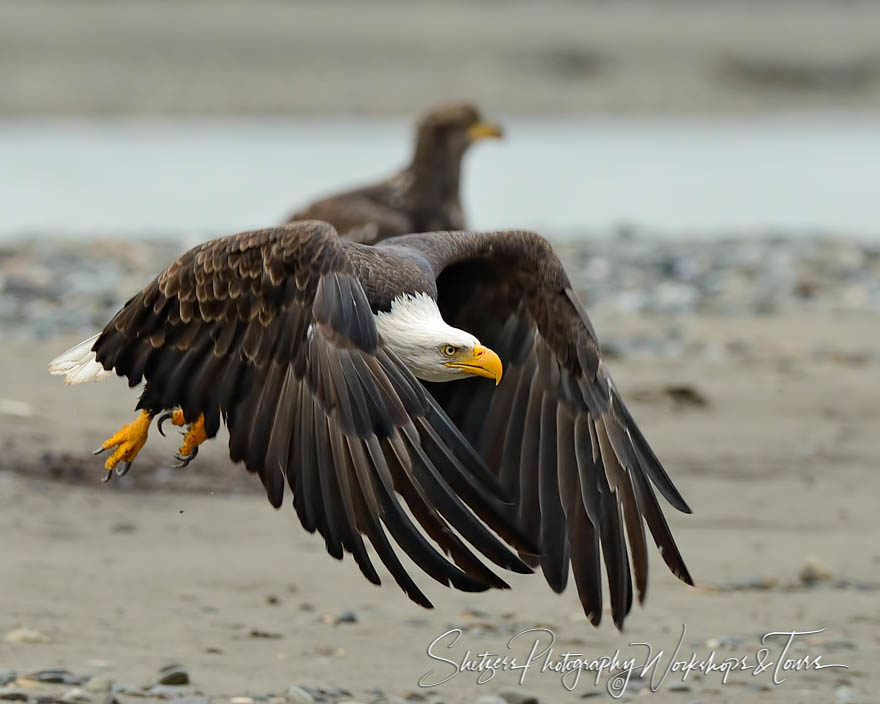 Bald Eagle flapping wings over a river