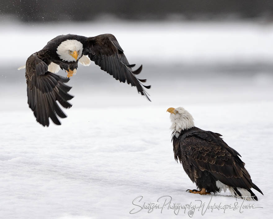 Bald Eagle flies over another eagle
