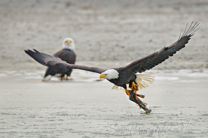 Bald Eagle flies with fish
