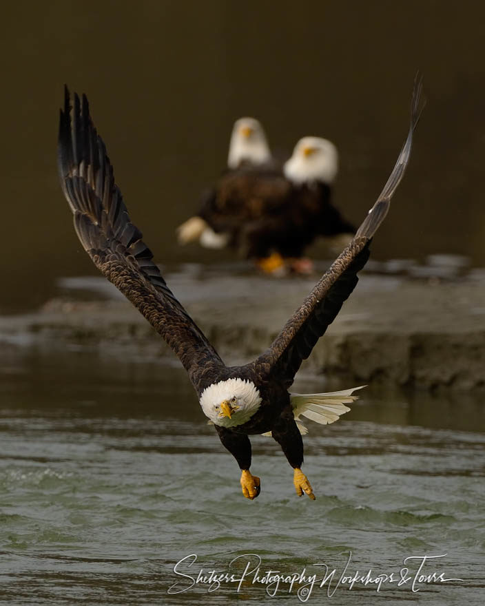 Bald Eagle flies with salmon