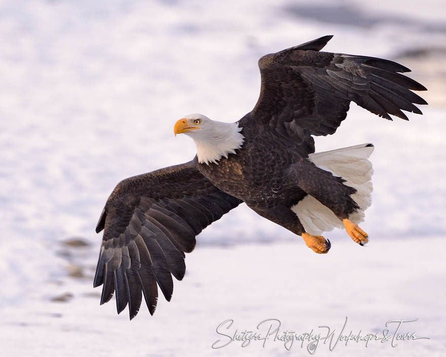 Bald Eagle fly by