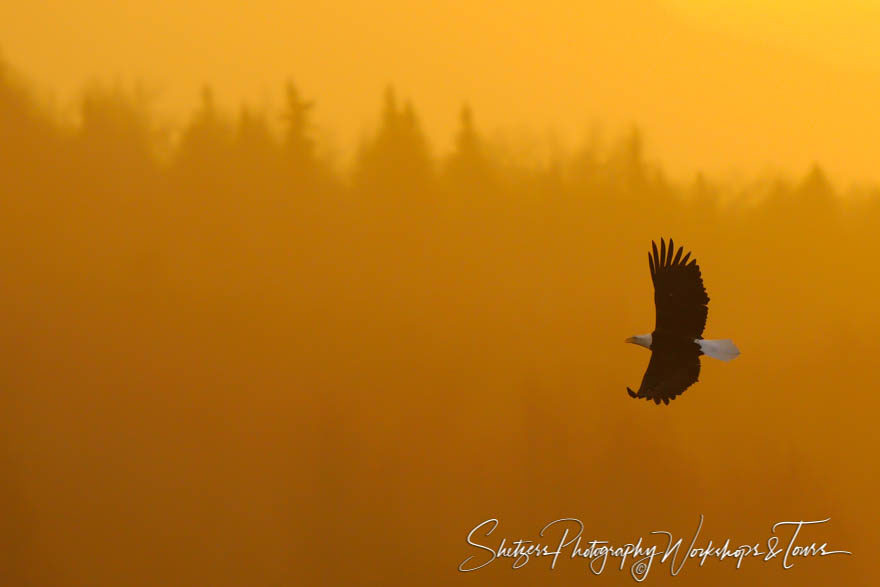 Bald Eagle flying in front of amazing orange sunrise