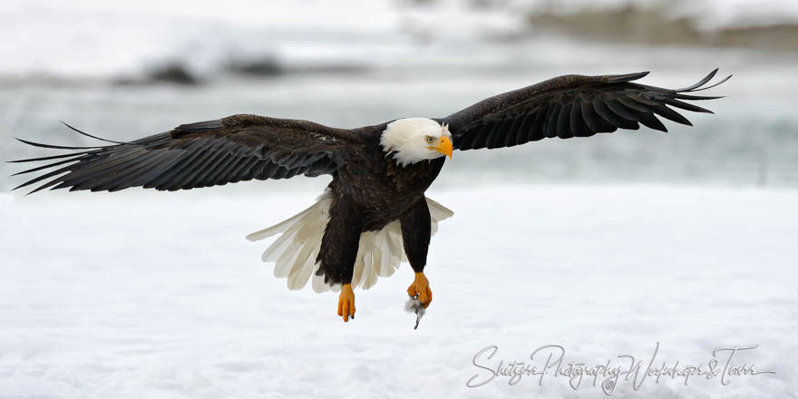 Bald Eagle flying with feathers in Talons