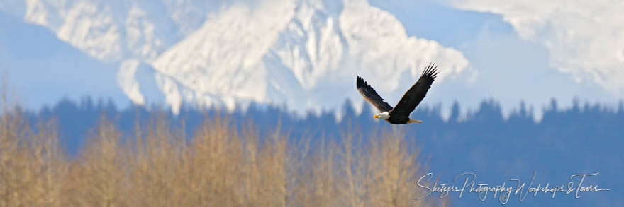 Bald Eagle flying with mountains in background