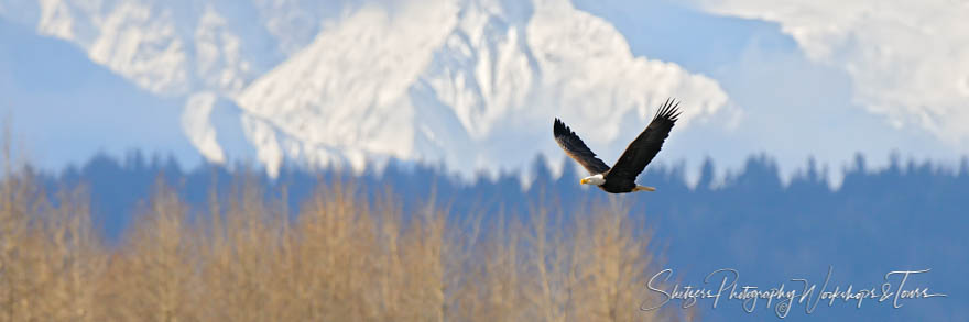 Bald Eagle flying with mountains in background 20101030 141727