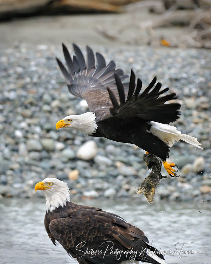 Bald Eagle flys away with salmon in talons