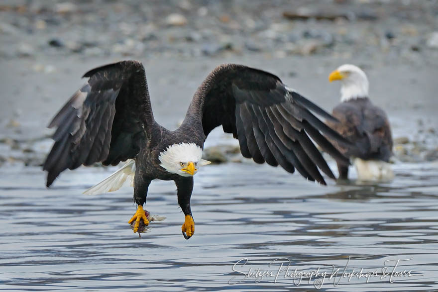 Bald Eagle flys off with fish in talons