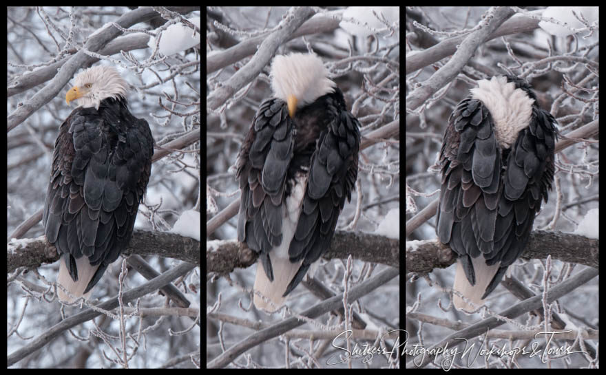 Bald Eagle hiding head inside of wings