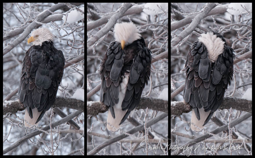 Bald Eagle hiding head inside of wings 20111120 092912