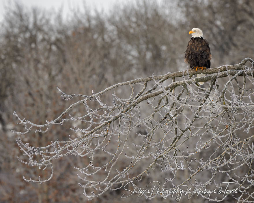 Bald Eagle image on horfrost branch