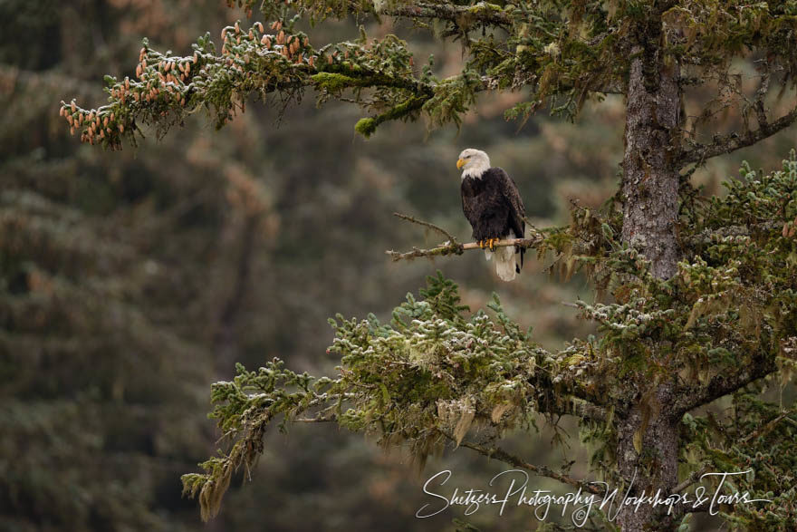 Bald Eagle in Evergreen