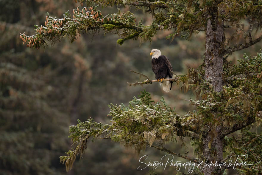 Bald Eagle in Evergreen 20151124 174249