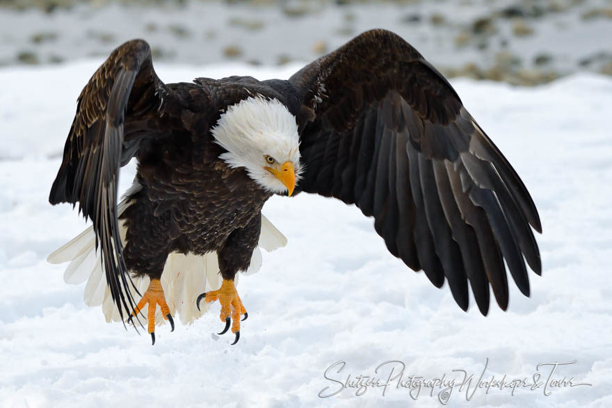 Bald Eagle in Flight Closeup  on snowy river bank