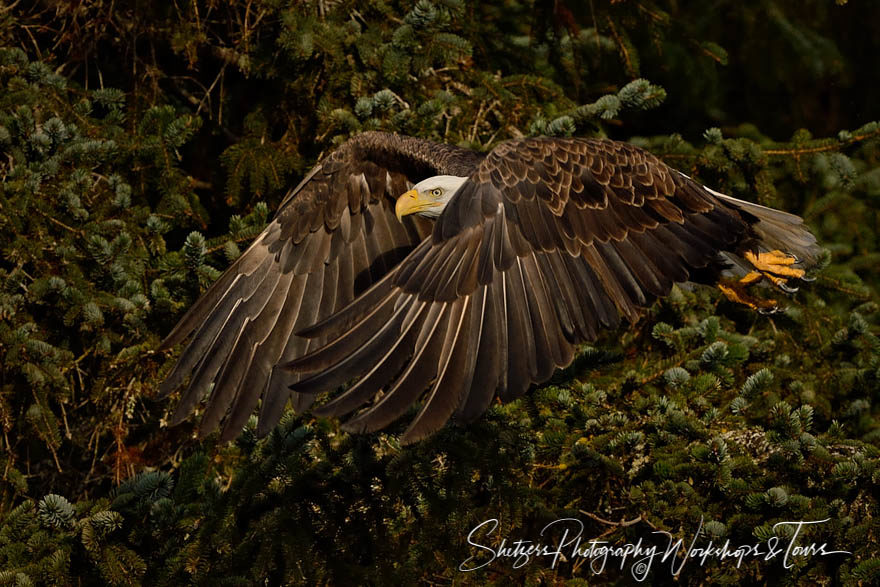 Bald Eagle in Flight closeup with evergreens