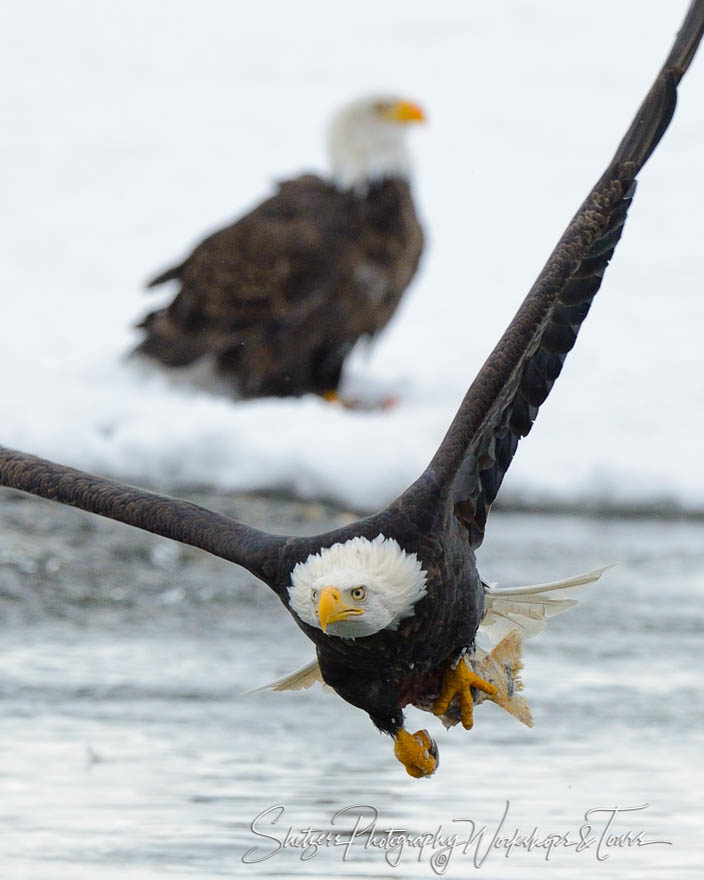 Bald Eagle in Flight with Salmon on river