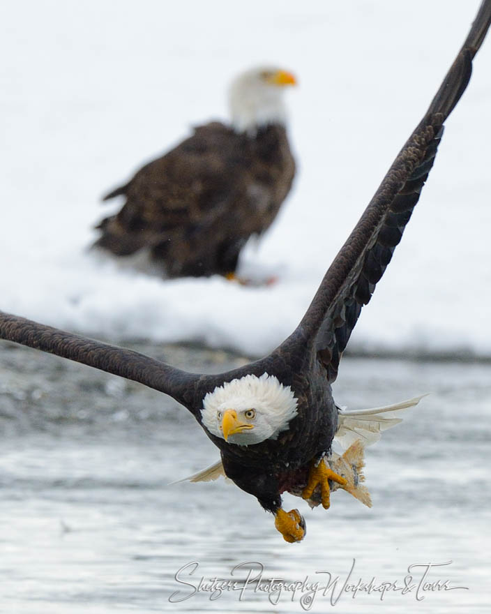 Bald Eagle in Flight with Salmon on river 20121113 140024