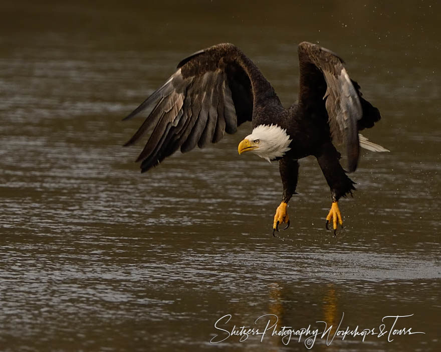 Bald Eagle in Flight with Talons and wings out
