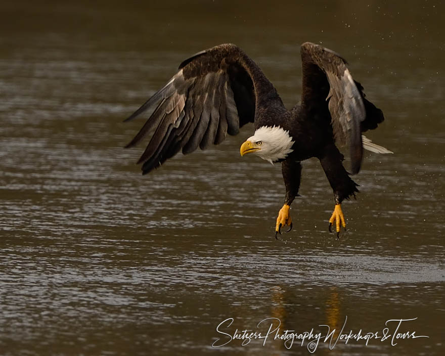 Bald Eagle in Flight with Talons and wings out 20151109 160102