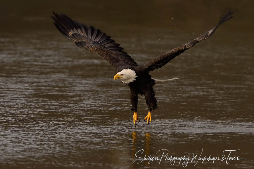 Bald Eagle in Flight with Talons over river
