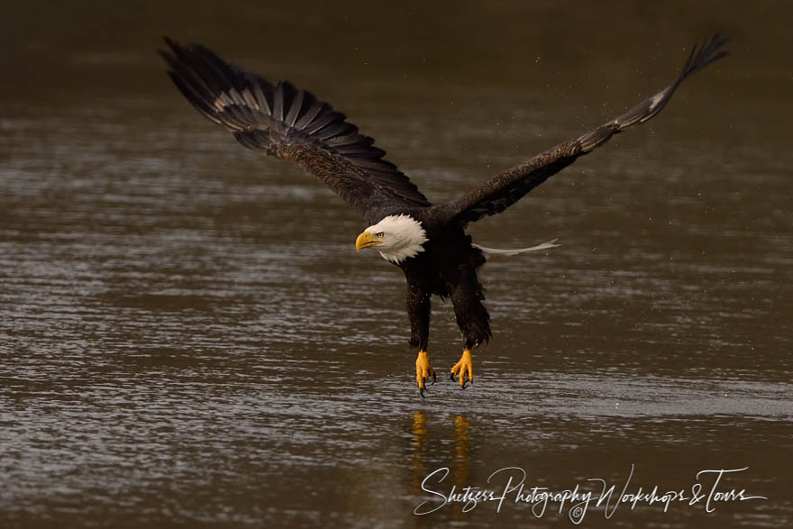 Bald Eagle in Flight with Talons over river 20151109 160103