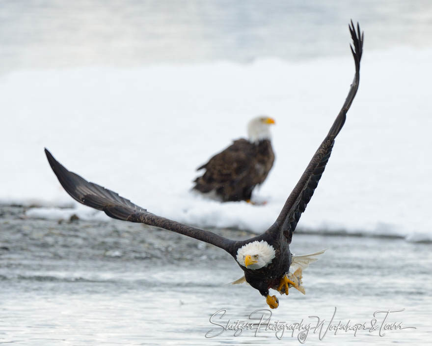 Bald Eagle in Flight with stolen Salmon