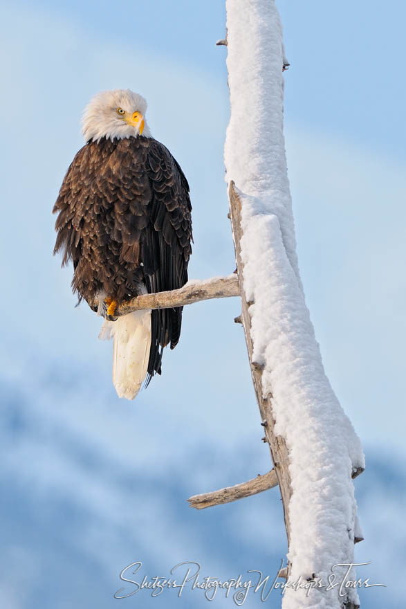 Bald Eagle in Tree