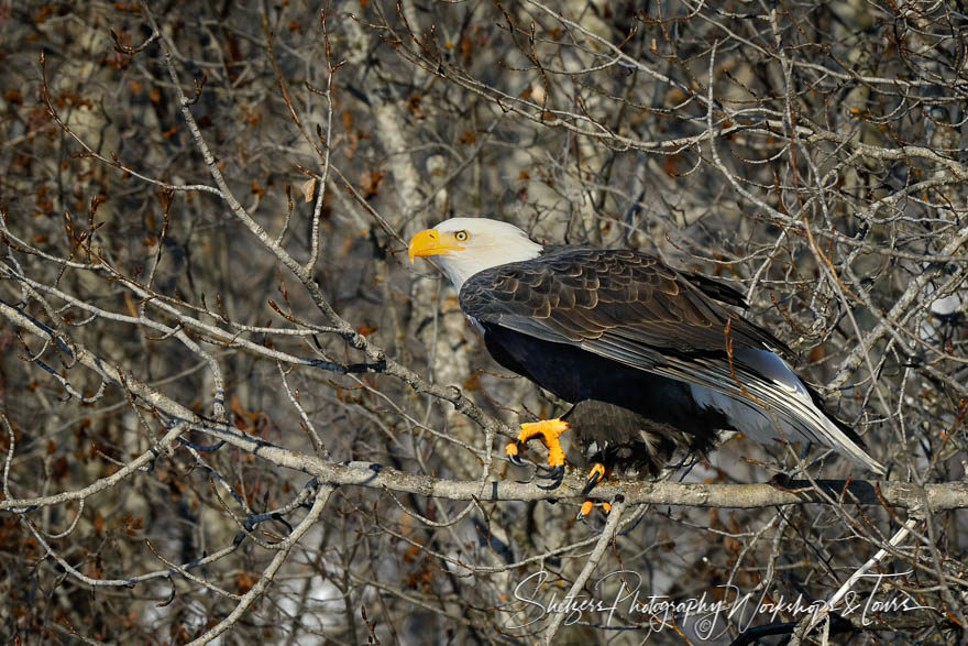 Bald Eagle in Trees with Talons holding branch