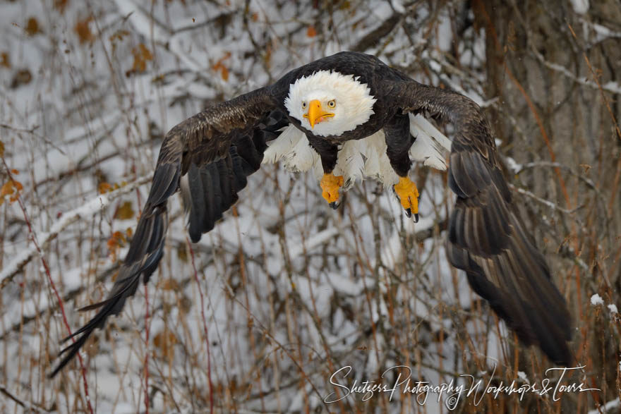 Bald Eagle in flight close up with snowy trees