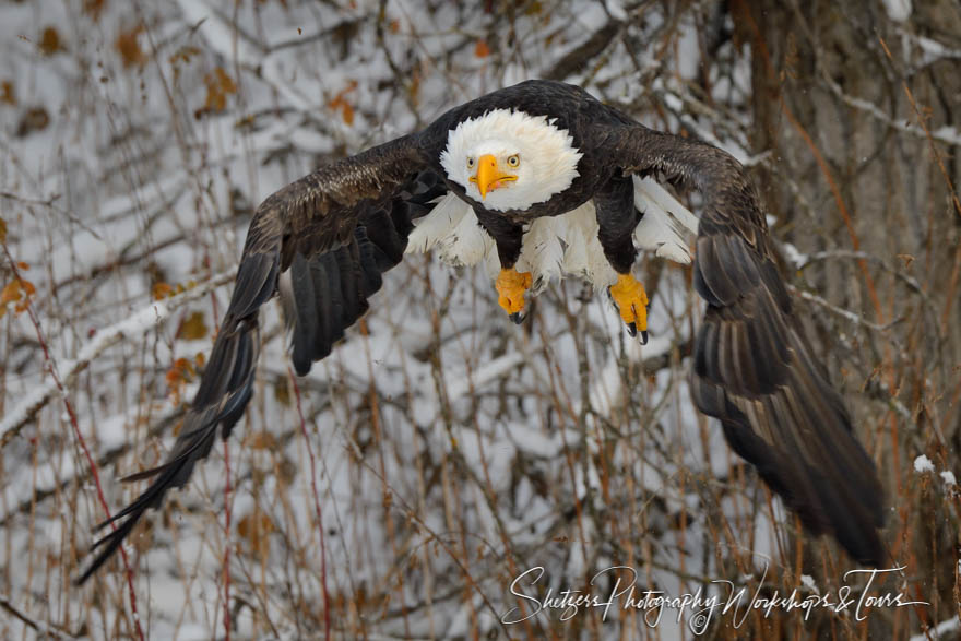 Bald Eagle in flight close up with snowy trees 20121113 142827