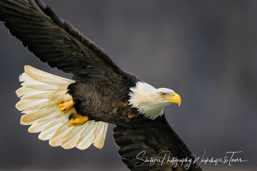 Bald Eagle in flight close up with tail flared