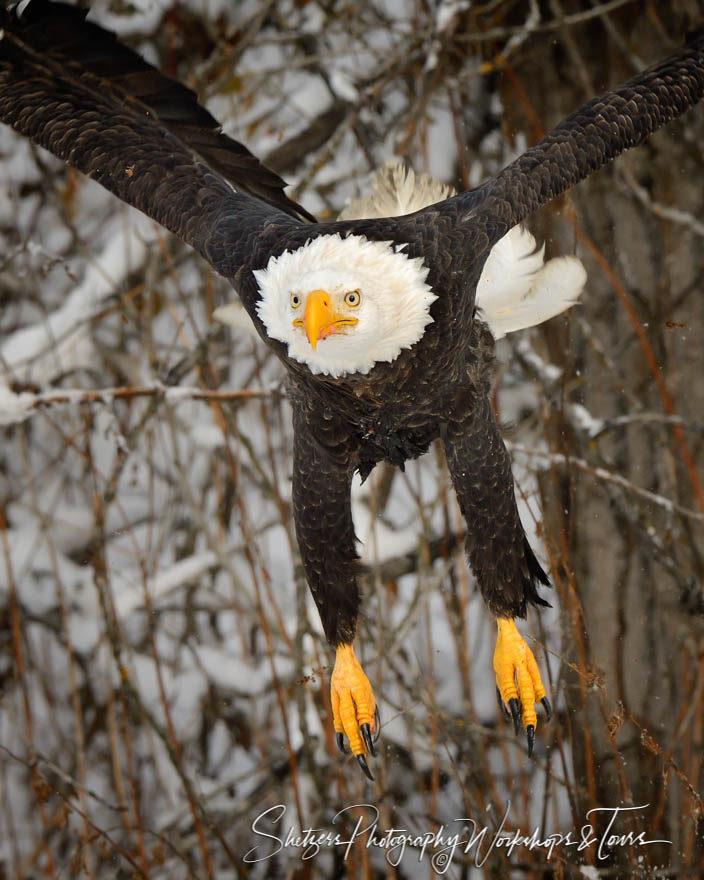 Bald Eagle in flight close up with talons