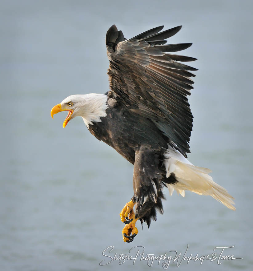 Bald Eagle in-flight closup