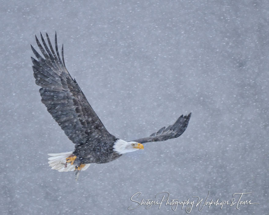 Bald Eagle in flight during blizard with fish