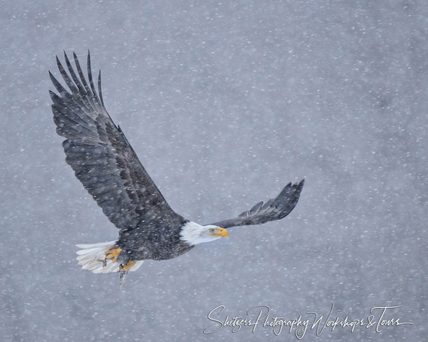 Bald Eagle in flight during blizard with fish 20101128 162844