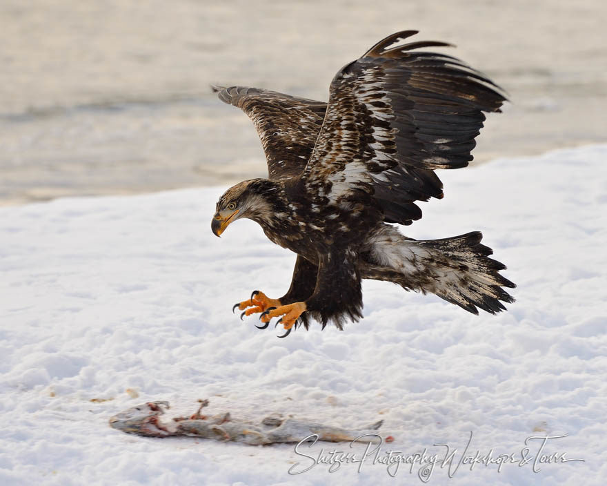 Bald Eagle in flight grab of Salmon