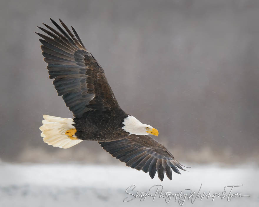 Bald Eagle in flight over snowy background