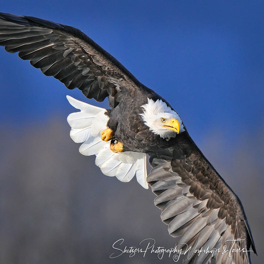 Bald Eagle in flight with Blue Mountain background 20101022 125551