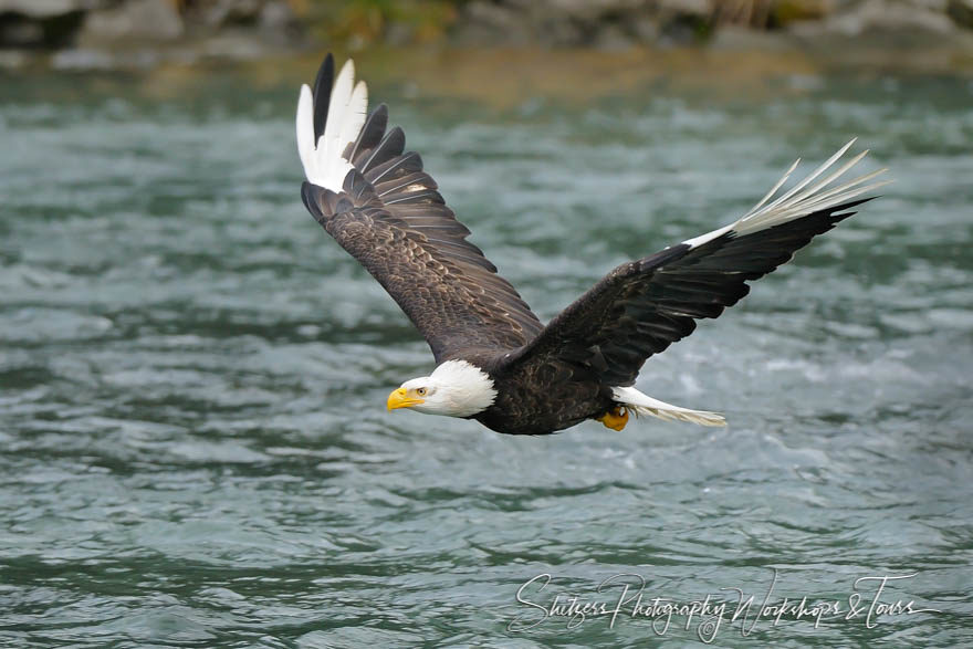 Bald Eagle in flight with Leucism