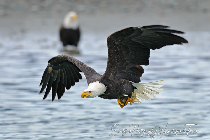 Bald Eagle in flight with Salmon in Talons