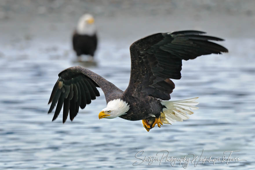 Bald Eagle in flight with Salmon in Talons 20101026 122346