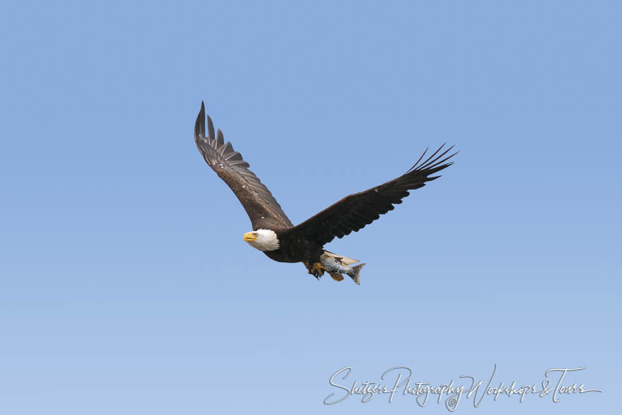 Bald Eagle in flight with Salmon in Talons with blue sky